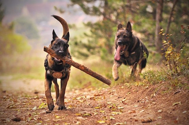 Que significa soñar con perros