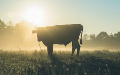 Que significa soñar con toros